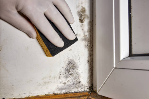  Seabrook, MD Mold Removal Pros