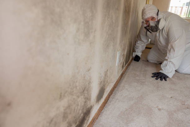 Mold Odor Removal Services in Seabrook, MD